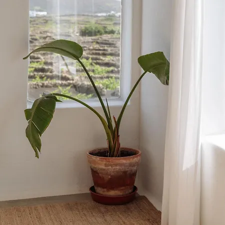 Canaryislandshost I Camellera Apartmán