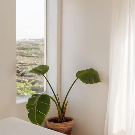 Canaryislandshost I Camellera Tías